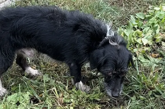Собака с порванным ремнем найдена на ул. Карбышева, 33, Казань