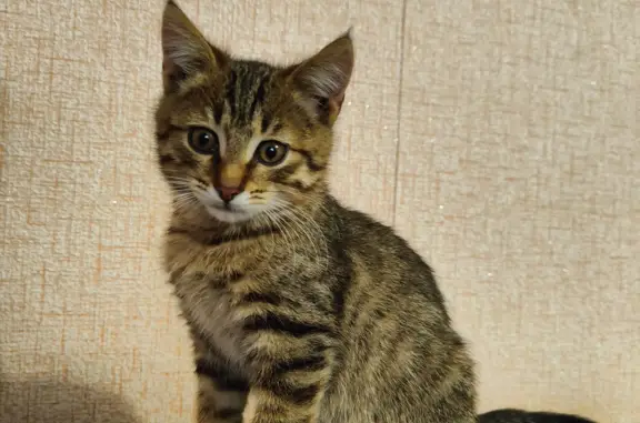 Найдена кошка: полосатый мальчик, ул. Марата, 4, Ульяновск