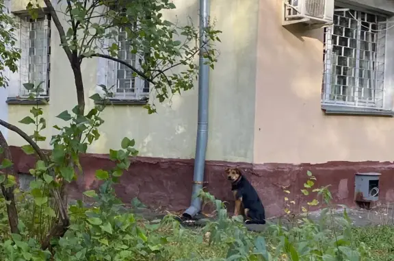 Собака найдена у метро Щелковская, ул. Константина Федина, 13, Москва