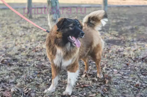 Пропала рыжая собака с дачного участка в Московской области