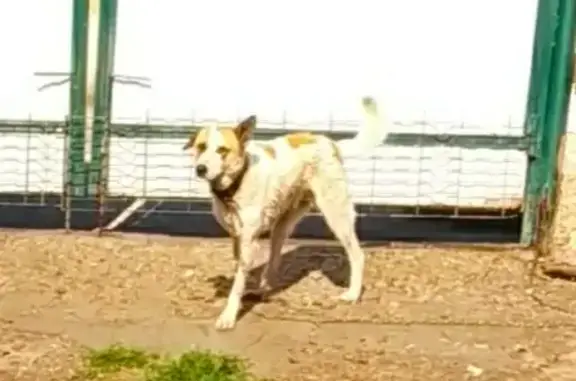 Пропала собака на Осенней улице, Томск