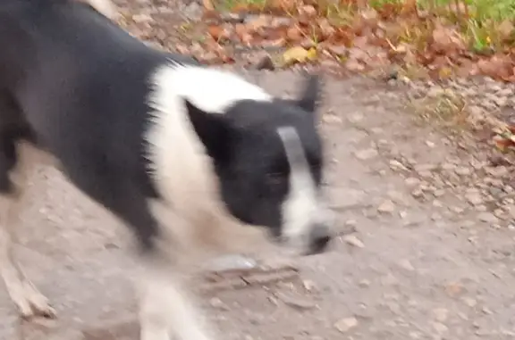 Собака Лайка найдена в Шалеговском поселении