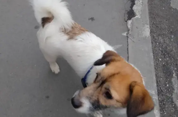 Собака найдена на Эгерском бульваре, 42 к1, Чебоксары