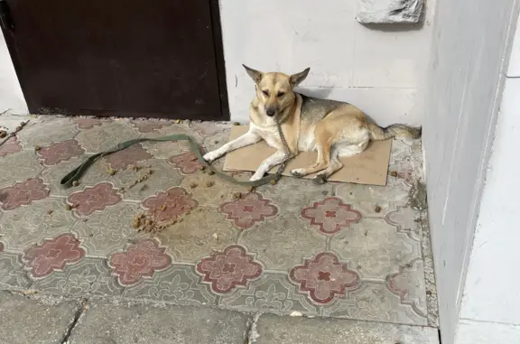 Собака с ошейником у магазина на ул. Мира, 139
