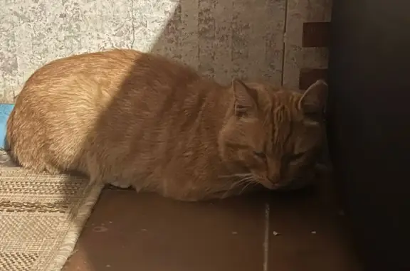Найден рыжий котик, ул. Жуковского 109, Новосибирск