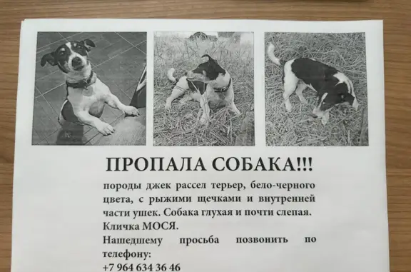 Пропала собака Мося, Горки-10, Рублёво-Успенское