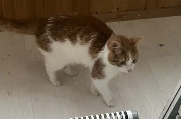 Найден рыже-белый котенок на ул. Л. Голикова 11
