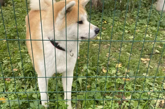 Найдена собака, Смоленск, фото: Найден мальчик-Акита-Ину, рыжего окраса, пр-т Строителей, Смоленск