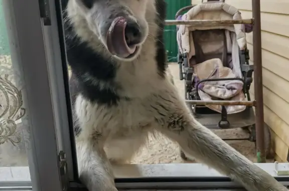 Собаки потеряшки, Волгоград, фото: Потеряшка собака Волгоград❗ Красноармейский район