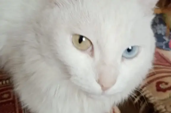 Пропала кошка: белая ангорка, Калачёва 43, Сибай
