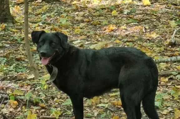 Найдена собака: девочка, 4-8 лет, черная, Москва