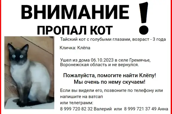 Пропала кошка на Пролетарской улице, Гремячье