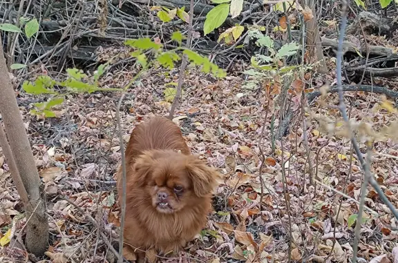 Найдена собака в Саратовской области