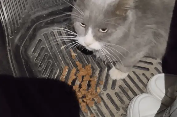 Кот ищет хозяев: найдена кошка в Запрудне, Московская область