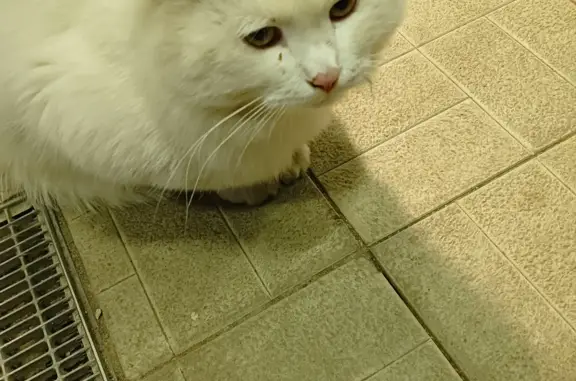 Потерянная кошка возле Пятерочки на Терешковой, Оренбург