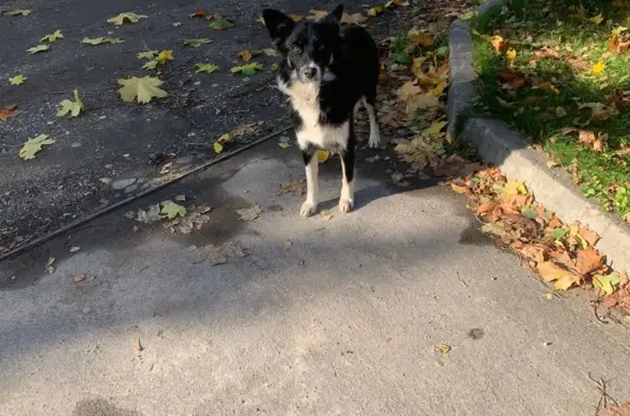 Найдена собака Бордер колли в село Лысцево, ул. Центральная, 46