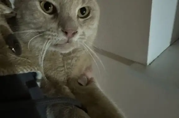 Найденные животные Тамбов, фото: Найден кот, ищем хозяина: Магистральная ул., 39 к4, Тамбов