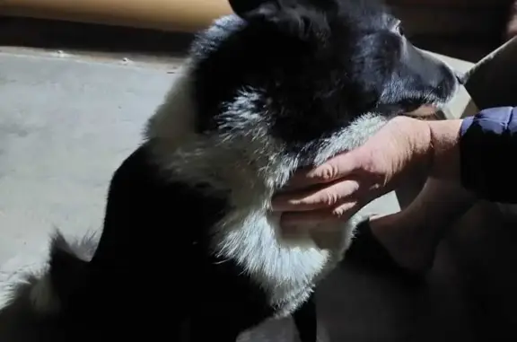 Найден добрый пёс в Жуковском, МО
