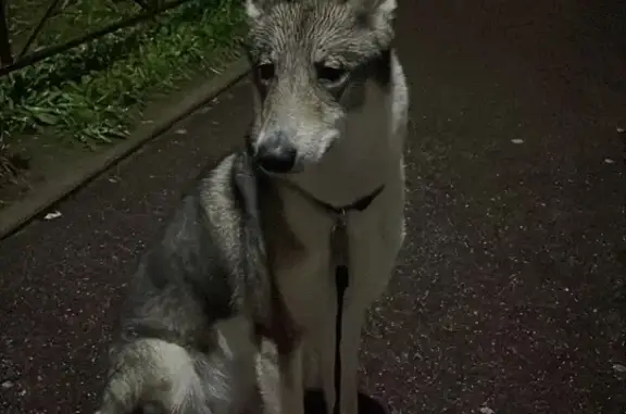Собака с красным поводком найдена на Арсенальной улице, 5