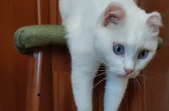 Пропала белая кошка в Раменском, Московская область