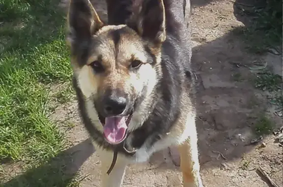 Собаки потеряшки, Нижний Новгород, фото: Потеряшка собака в районе 