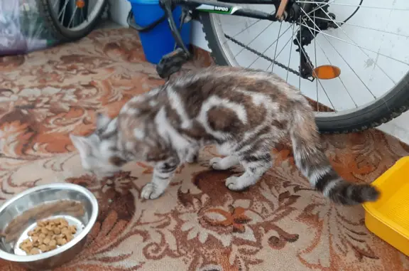 Найдена кошка ул. Петухова, 162, Новосибирск