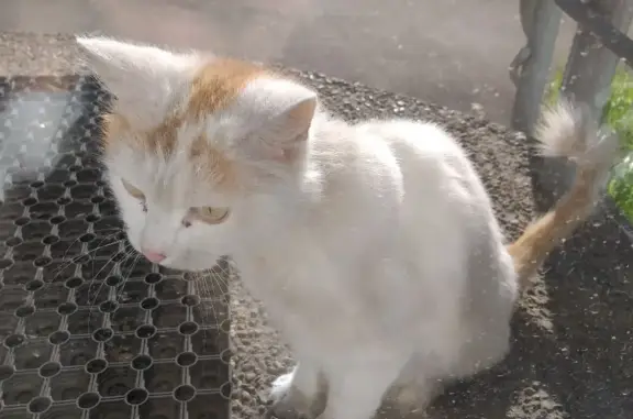 Найдена кошка в Ангарске, адрес: 7 дом, 182 квартал