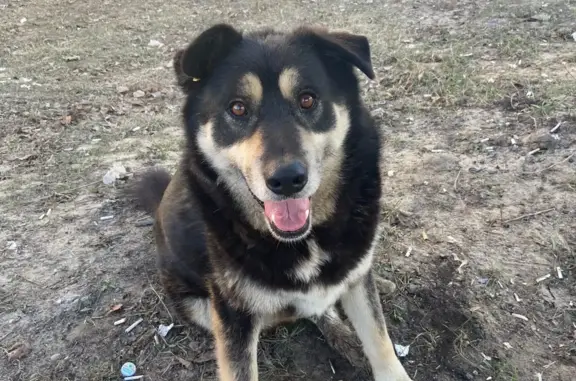 Собаки потеряшки, Нижний Новгород, фото: Потеряшка собака на Вязниковской, 2б. Помогите найти!