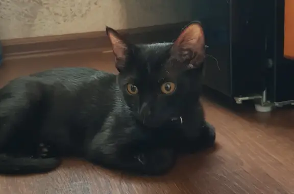 Найден котенок: черный в сиреневом ошейнике, ул. Холоднова, 9А, Братск