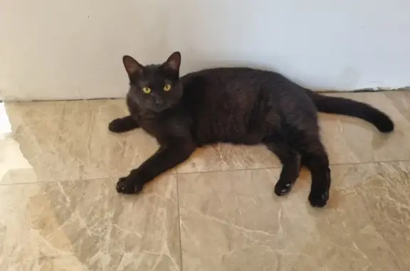 Пропала кошка в Каменке, Новосибирская обл.