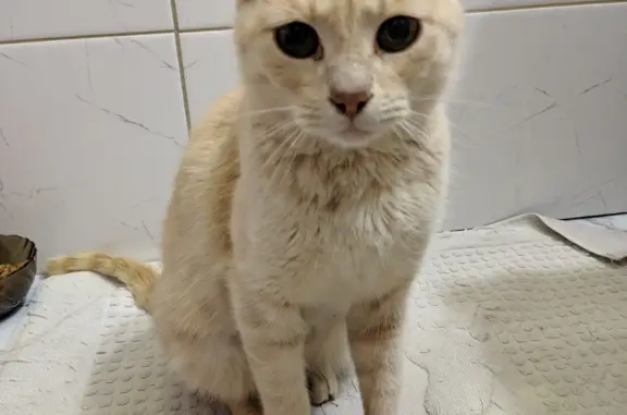 Найдена разумная и ласковая кошка в Калужской области
