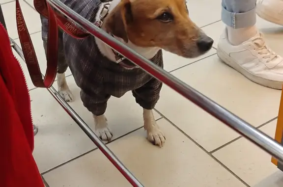 Найдена собака, Санкт-Петербург, фото: Собака Порода Джек Рассел найдена на Товарищеском проспекте