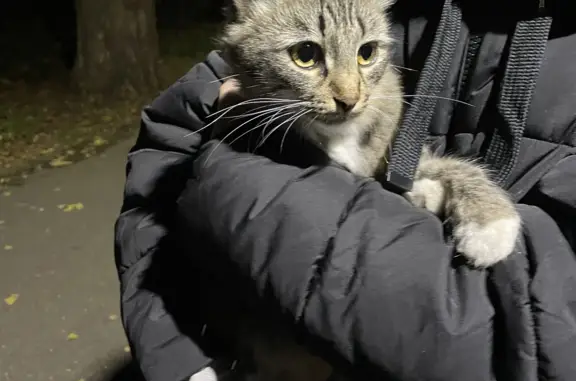 Найдена кошка 11.10 в лесу, ул. Успенская, 500м от домов