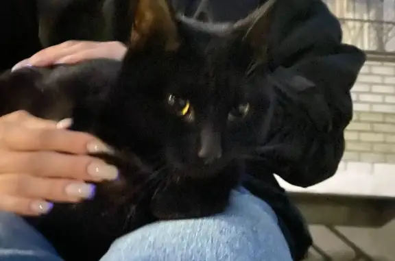 Найдена кошка Черный котик на ул. Чапаева, 15, Казань