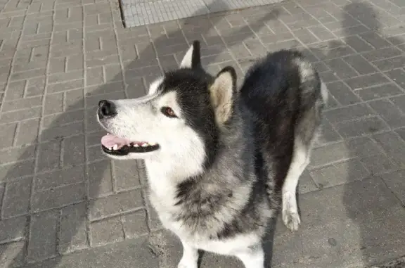 Собака потеряшка на Московском проспекте, 4А, Брянск