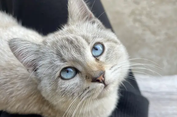 Пропала кошка Котенок без хвостика в Андреевском поселении
