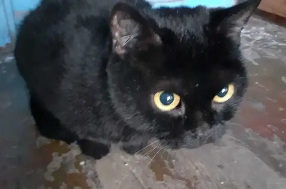Найдена кошка на Комсомольской 11, Серов. Ищем хозяев!