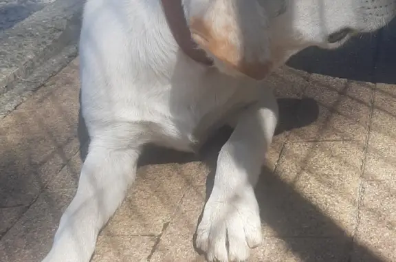 Найдена собака возле Скайпарка, Краснодарский край