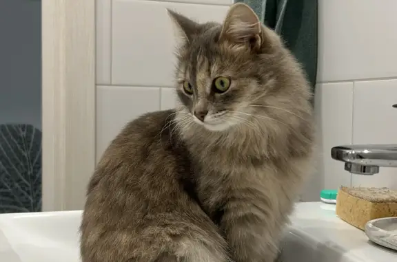 Кошки потеряшки, Уфа, фото: Потеряшка пушистая кошка в Таптыковском сельсовете