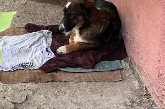 Найдена собака на Ростовской ул., 9, Волгоград