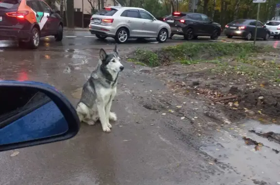 Найдена собака на 2-й Подрезковской ул., Химки