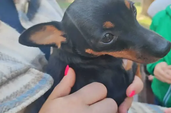 Найдена щенок терьера на Цветном бульваре, Сочи