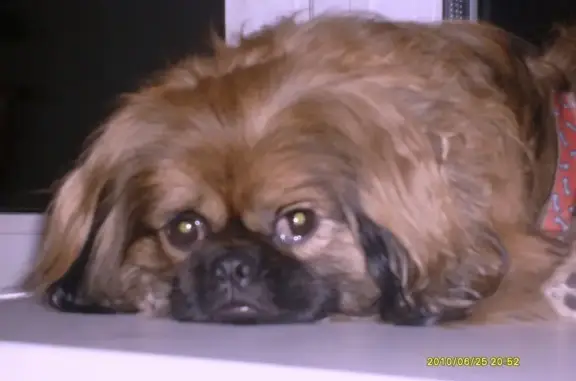 Собаки потеряшки, Камарчага, фото: Потеряшка собака: пекинес, слабовидящий, Центральная улица