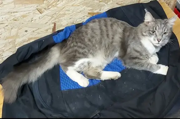 Пропала серо-белая кошка: Приозёрная ул., 17А, Киров