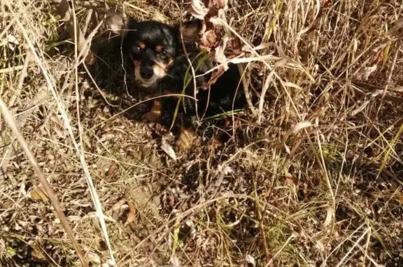 Пропала собака в Легостаево, Новосибирская обл.