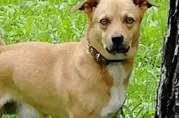 Пропала собака: Рыжий пес, ул. Чайковского, Ангарск