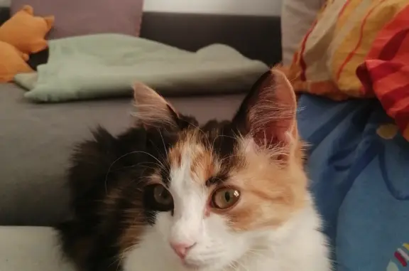 Найдена домашняя трехцветная кошка, ЖК Московский, Котлярова 32