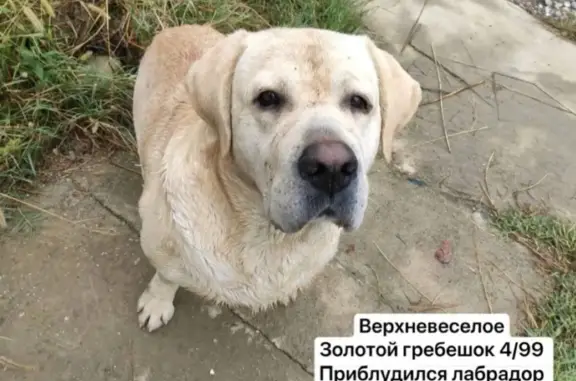 Пропала собака Фреш, Лазаревская, 15 августа, нужна информация!