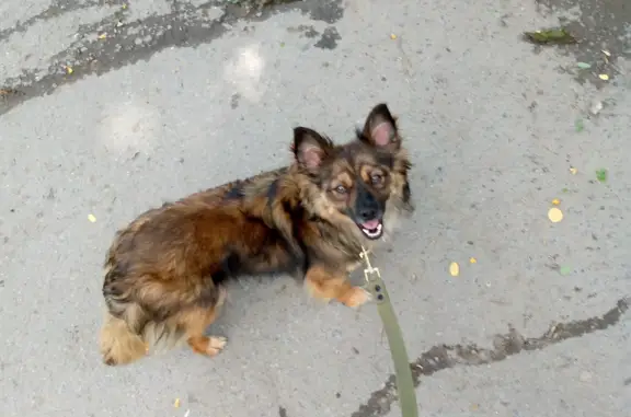 Пропала собака, Университетский проспект, 91, Волгоград