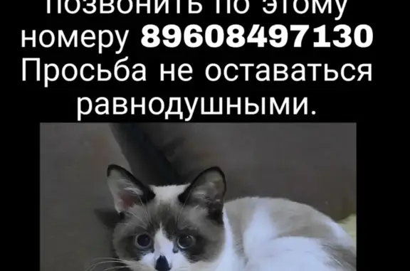 Пропала кошка, белый окрас, бульвар Королёва, 17, Тольятти